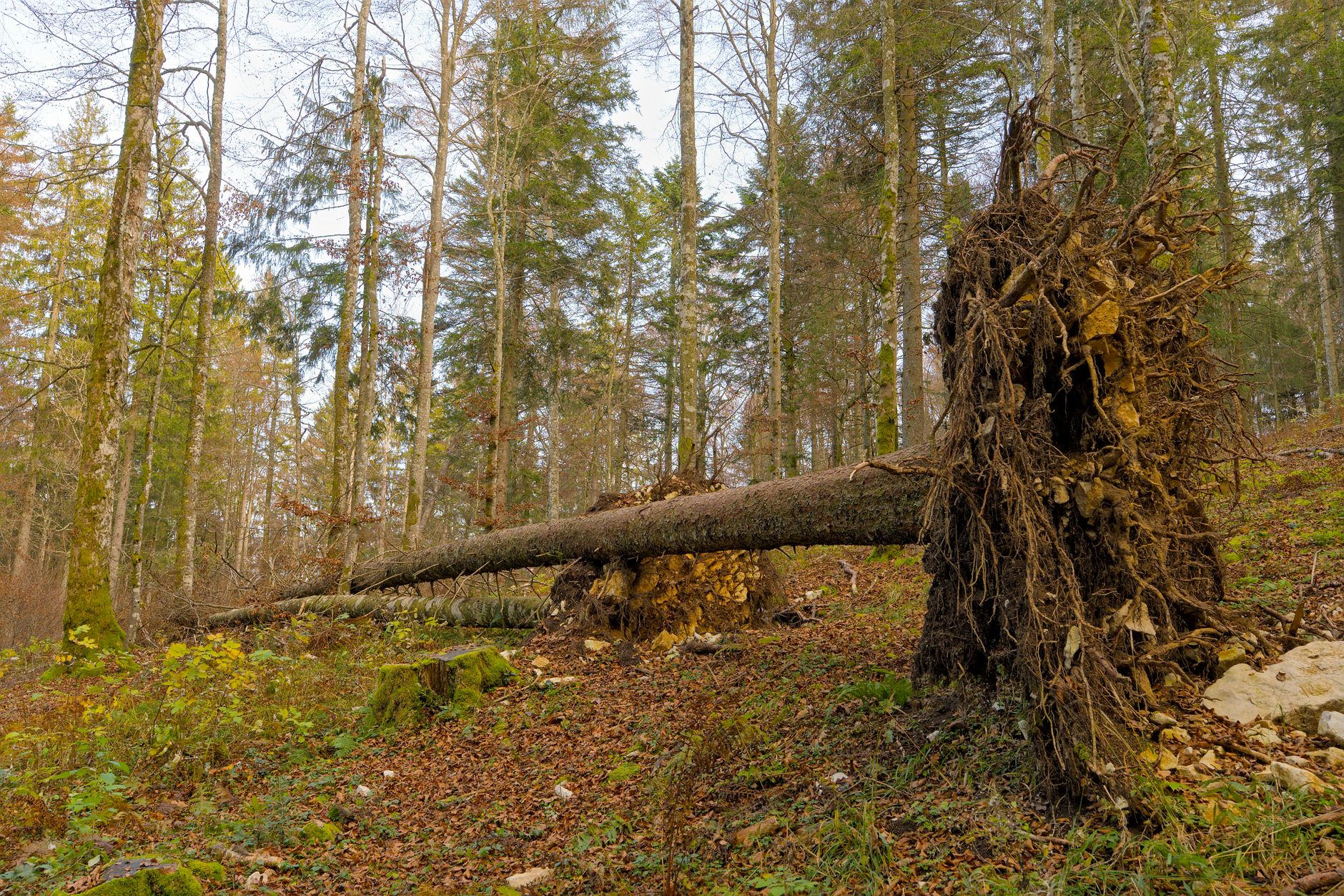 Enlèvement arbre urgence à Caluire-et-Cuire